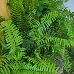 Long-tail Fern ( Quetzal Tail) Succulent, Tongue 