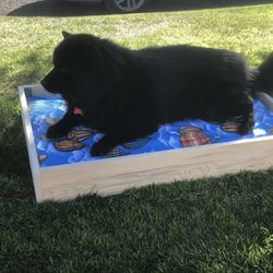 Dog Bed