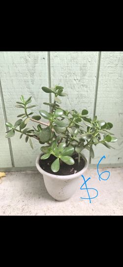 Plant