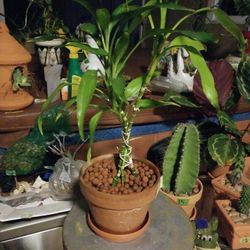 Lucky Bamboo  Clay pot saucer 