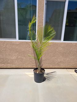 Palm