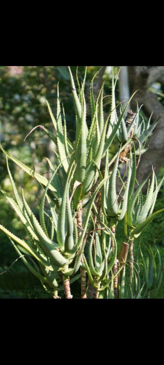 Big  Drought Succulent Plant ..Planta Grande Sacculenta 