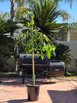 hass avocado self pollinating  grafted