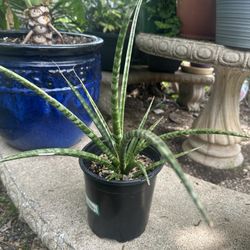 planta lengua de suegra 