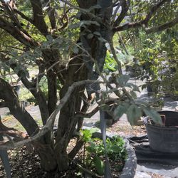 Jaboticaba   Fruite tree . It’s come form Brazil.