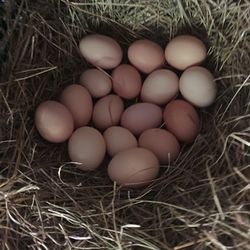 Organic Eggs 