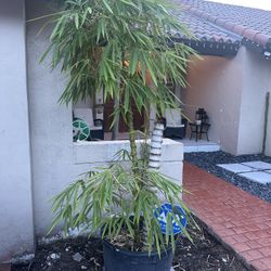 Bamboo Plant 