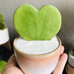 Heart Hoya Kerri Succulent Plant Gift Home Decorw