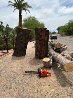 Pine wood