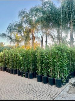 🌵Ficus Trees🌱