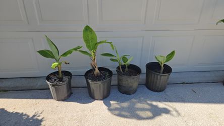 Dwarf Plantain Plant