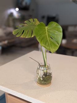 Monstera in Glass Vase
