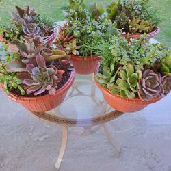 Large Succulent Arrangements 