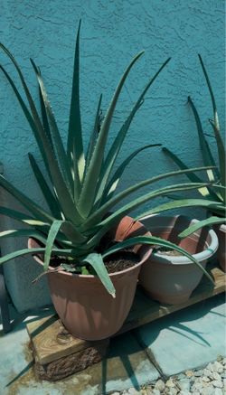Aloe Vera Plant 10 gal Potted