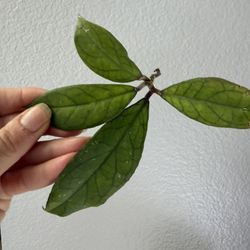 Hoya cv. EPC1002 (vittelina x finlaysonii)