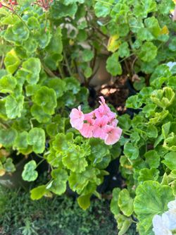 Geranium
