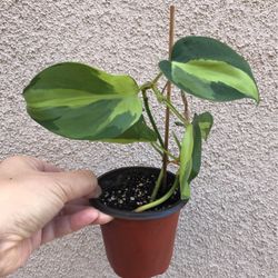 Beautiful Philodendron Brazil Plant