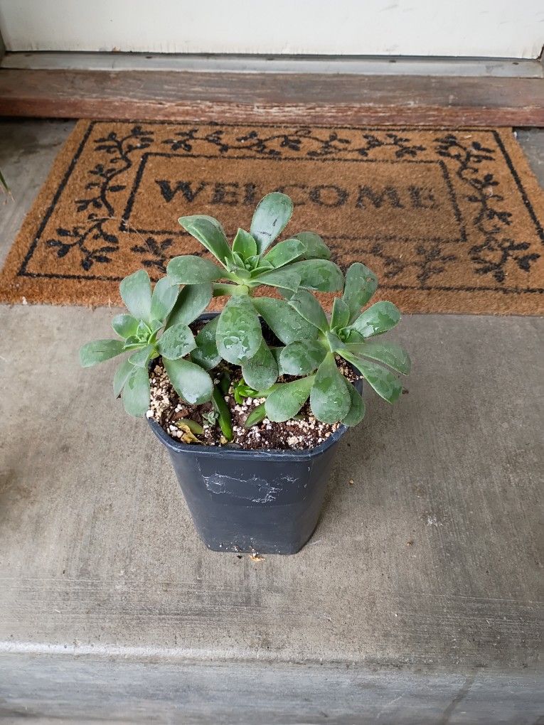 Succulent