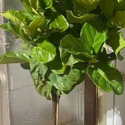 Indoor Plants Available