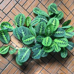 Lemon Lime Prayer Plant Maranta Houseplant 