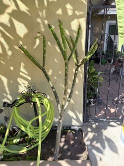 Plumeria large branch Insta Tree Size