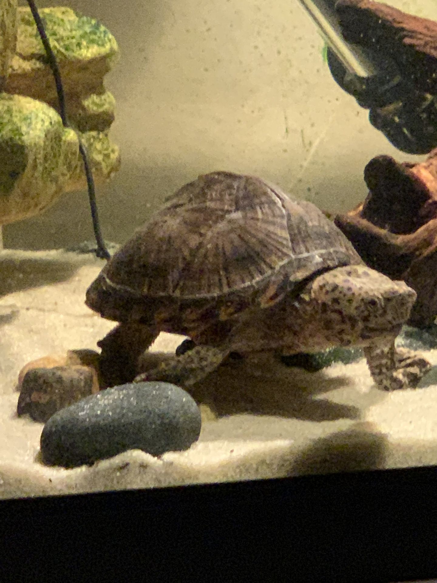 Razorback Musk Turtle & Complete Tank