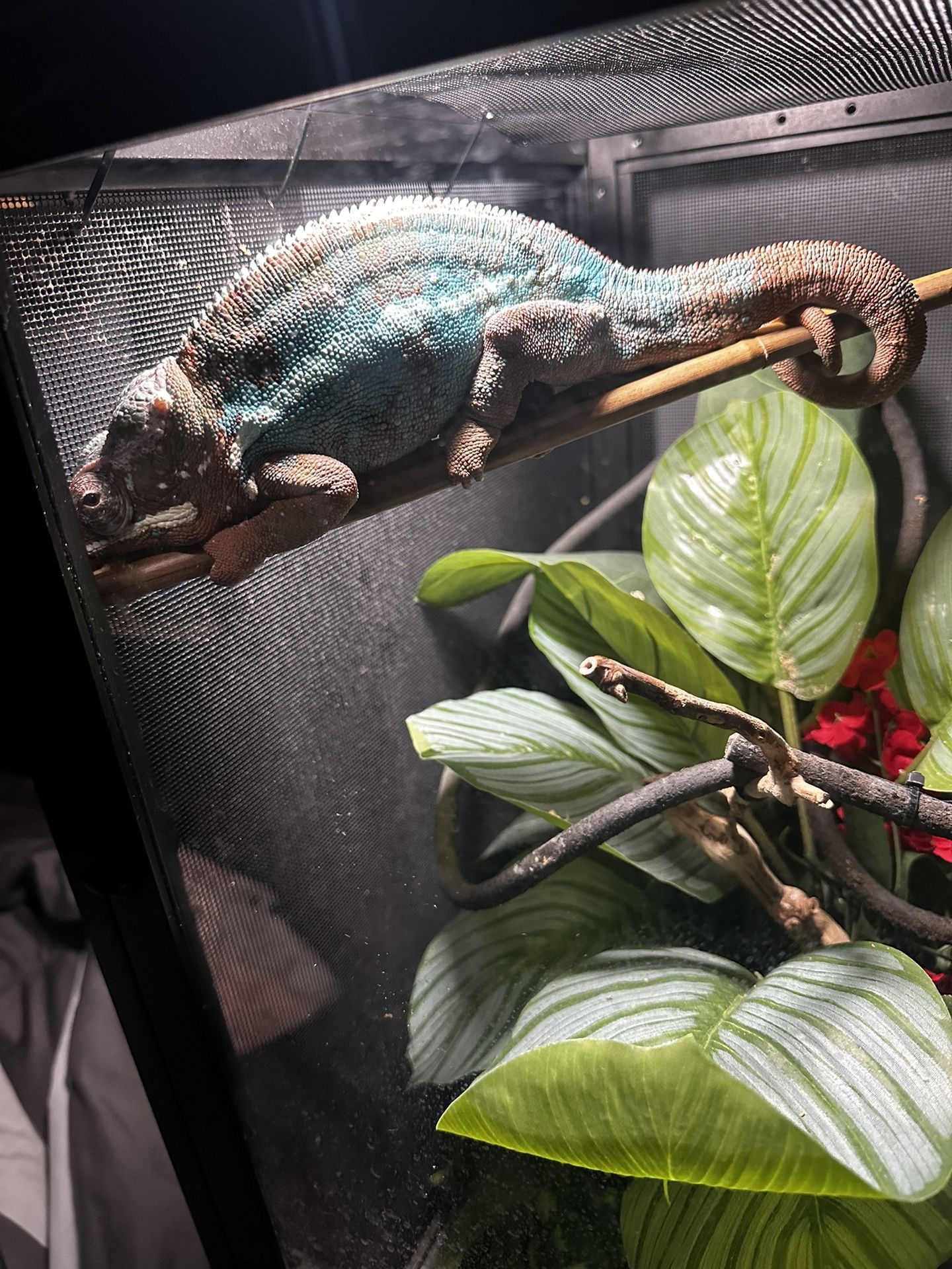 Reptile Cage Tree