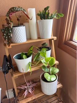 6 easy care plants