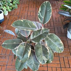 Variegated Ficus Tineke Rubber Tree Plant