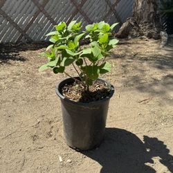 Hydrangea Shrub 5gal