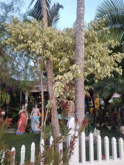 9 feet tall  benjamina tree