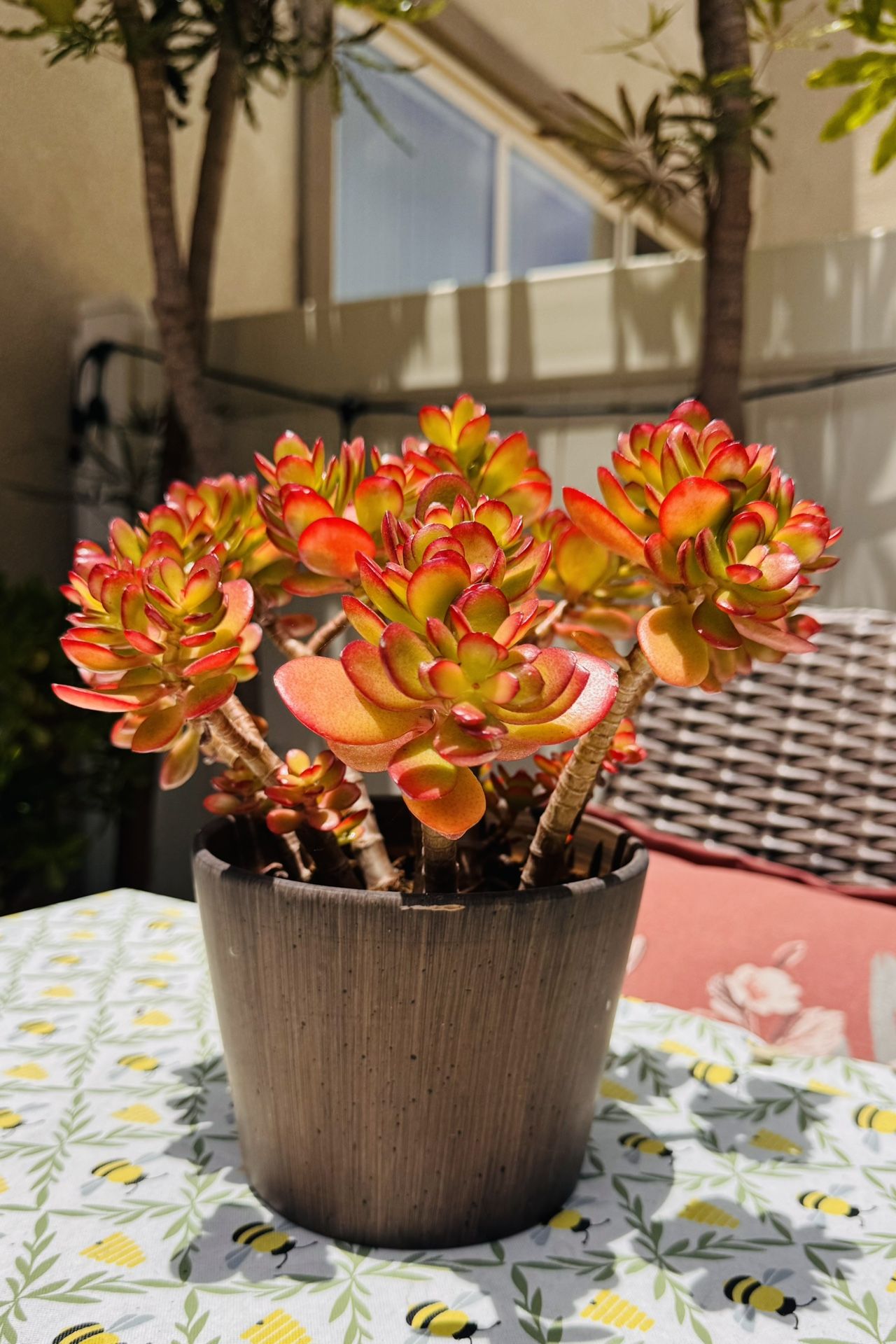 Beautiful Red Jade Plant On Ceramic Pot