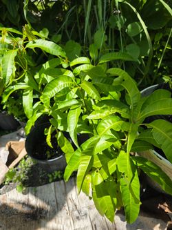 Carrie Mango Trees. See Description