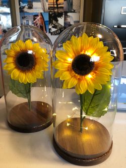 New Sunflower in Glass Dome (different prices)