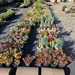 Assorted Succulents In 1 Gallon Pots - 5 For $20