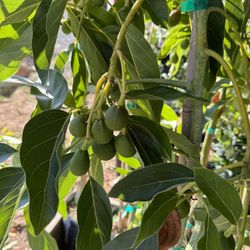 Avocado Trees