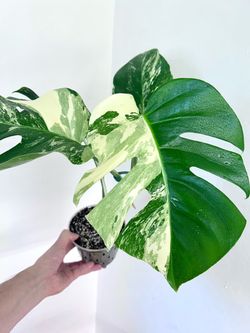 Monstera Albo - Fully Rooted