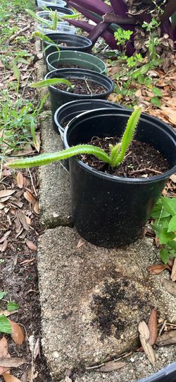 Dragon Fruit Seedlings