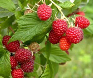 Boyne Raspberry Plants