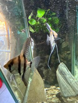 Fish tank decoration