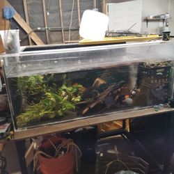 Fish Tank