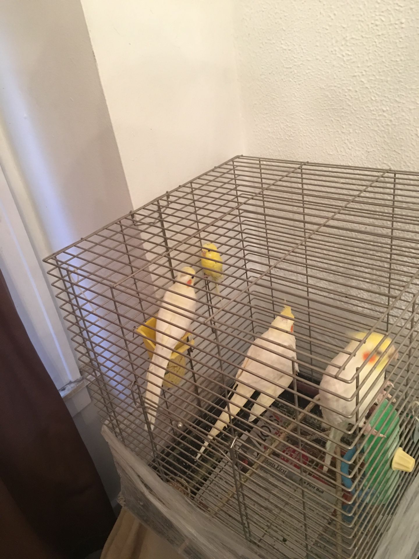 Bird cage with everything for sale