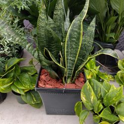 Bonita Lemgua De Suegra $37