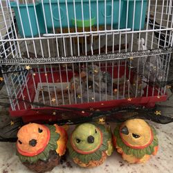 Bird Cage