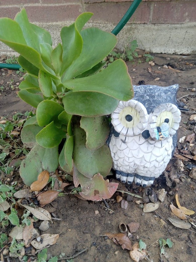 Cute Owel For Plants