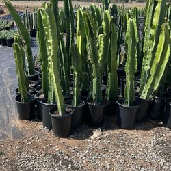 Euforbia Ingens 