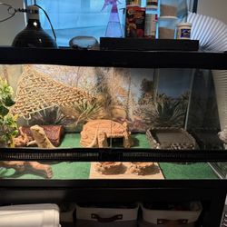 Bearded Dragon Set Up