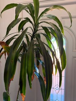 Large Dracaena Indoor House Plant