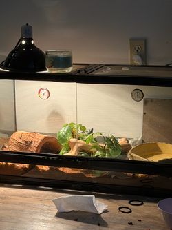 Snake and cage