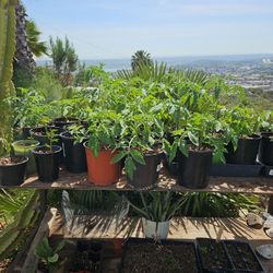 Tomato Plants 
